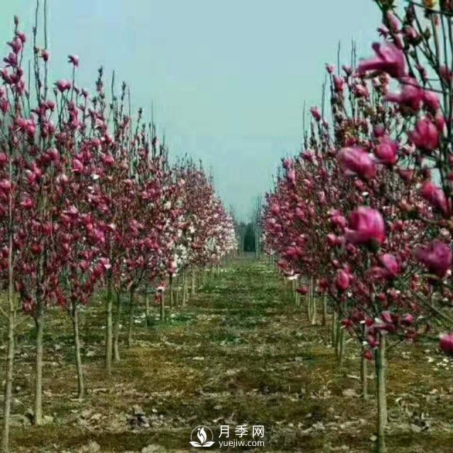 白玉蘭長得好不好，其實和開花是有很大聯(lián)系，如何促花開？(圖1)