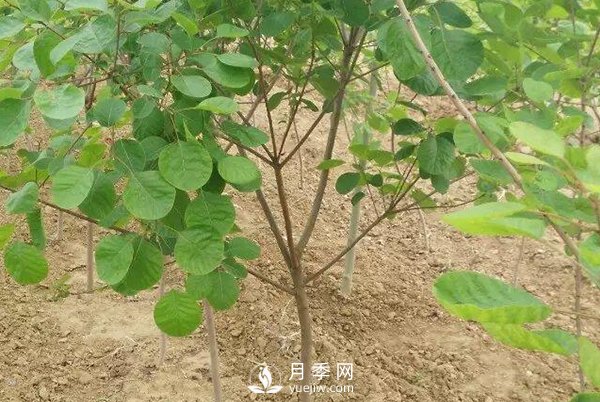 黃櫨樹白粉病癥狀是怎樣的？(圖1)