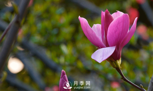 南陽苗木基地殖玉蘭花注意什么？什么時候開花呢？(圖1)