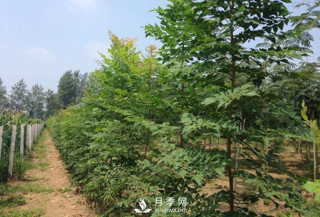 大葉女貞又叫做高桿女貞，苗木基地是如何養(yǎng)護(hù)的？(圖1)