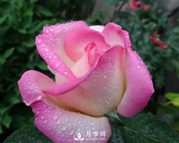 月季的物種歷史是怎樣的？(圖1)
