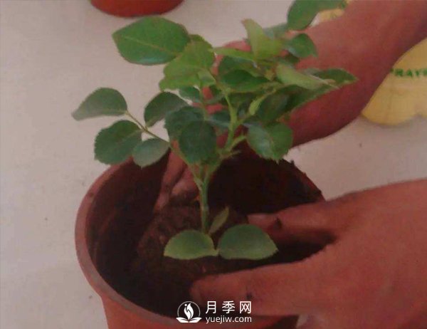 月季休眠期，南陽月季種植基地是怎樣修剪的？(圖1)