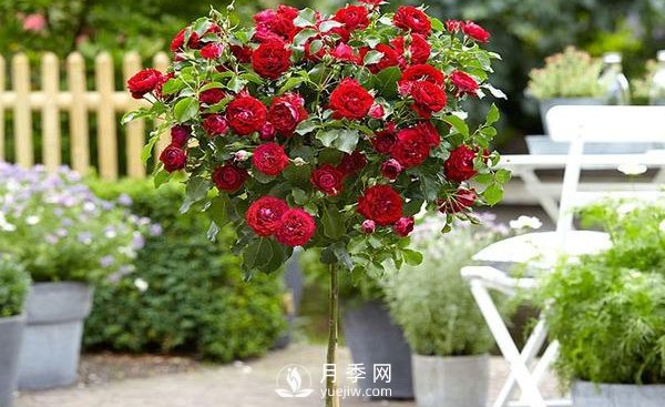 怎么正確修剪整形南陽月季樹？(圖1)