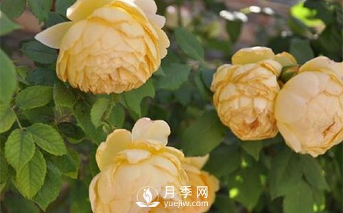發(fā)酵農(nóng)家肥不徹底對南陽月季花有什么影響？(圖1)