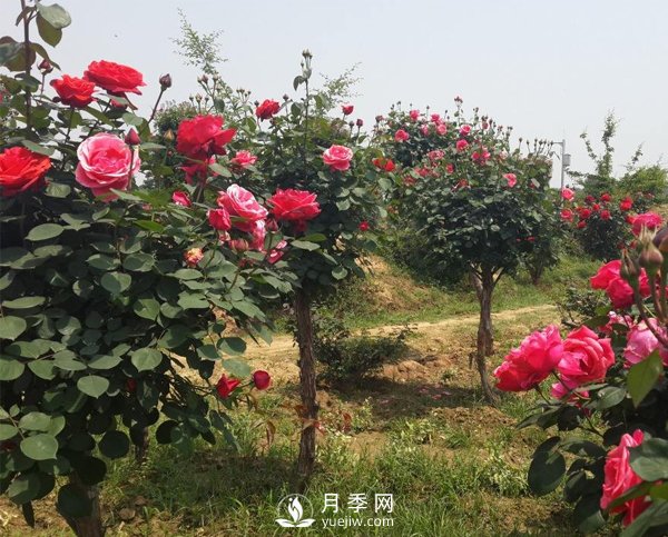 月季樹長(zhǎng)得好好的為什么要嫁接呢？(圖1)