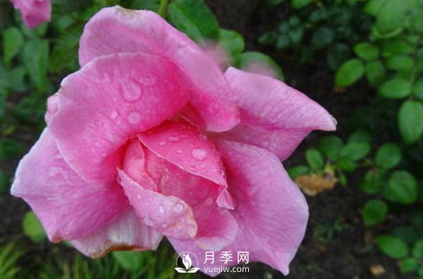 南陽月季花想長得好看，要學(xué)會(huì)的小技巧(圖1)