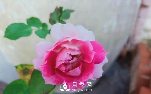 栽種南陽月季時(shí)如何防止蒂腐病病害？(圖1)