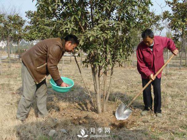 立春了，苗木養(yǎng)護(hù)要搞起來(lái)(圖1)