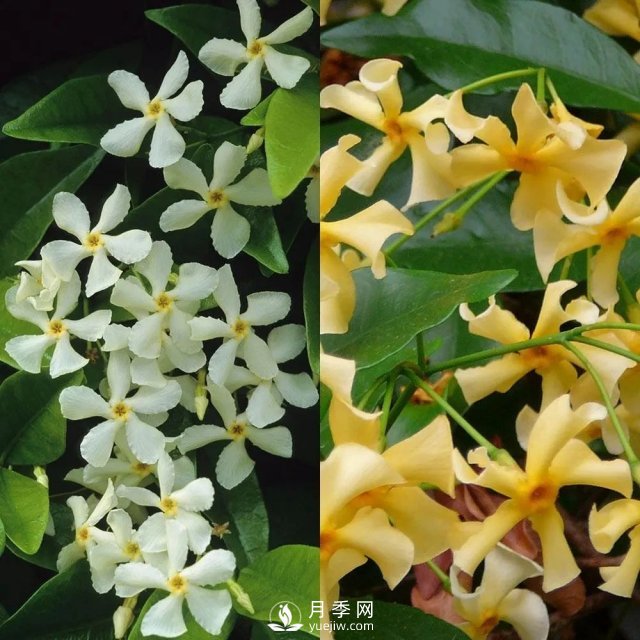 13種耐寒的盆栽花卉，零下20多度可存活，大部分南方也能種(圖8)