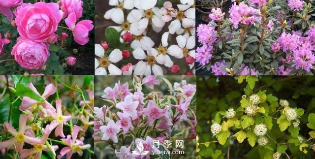 13種耐寒的盆栽花卉，零下20多度可存活，大部分南方也能種(圖1)