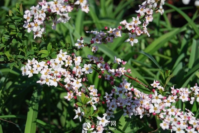 13種耐寒的盆栽花卉，零下20多度可存活，大部分南方也能種(圖31)