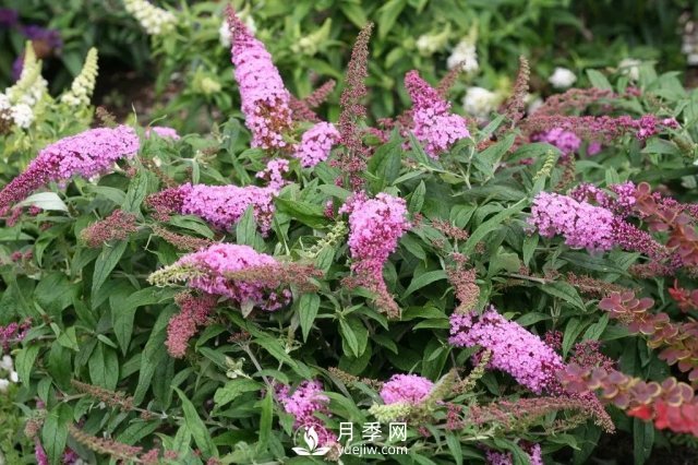 13種耐寒的盆栽花卉，零下20多度可存活，大部分南方也能種(圖20)