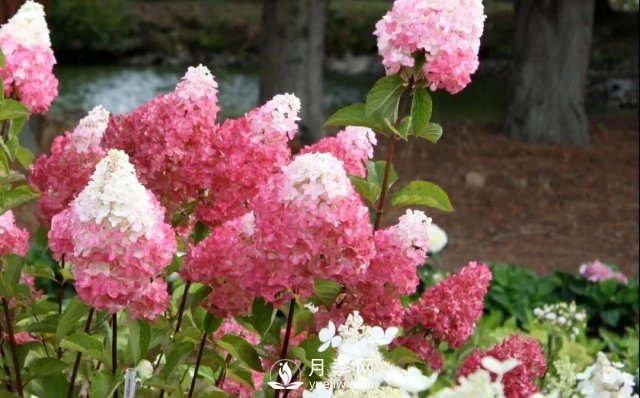 13種耐寒的盆栽花卉，零下20多度可存活，大部分南方也能種(圖15)