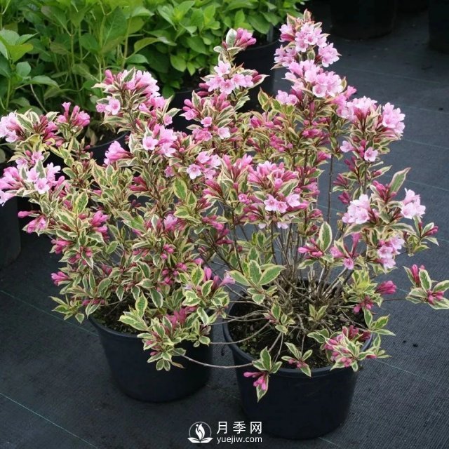 13種耐寒的盆栽花卉，零下20多度可存活，大部分南方也能種(圖11)