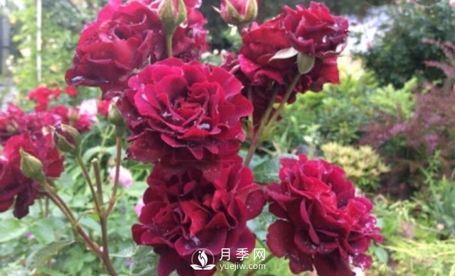13種耐寒的盆栽花卉，零下20多度可存活，大部分南方也能種(圖35)
