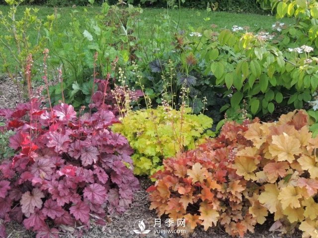 13種耐寒的盆栽花卉，零下20多度可存活，大部分南方也能種(圖23)