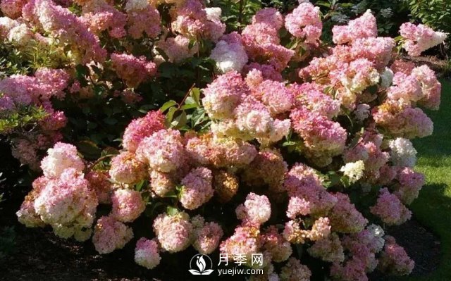 13種耐寒的盆栽花卉，零下20多度可存活，大部分南方也能種(圖14)