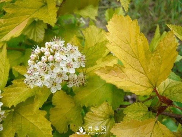 13種耐寒的盆栽花卉，零下20多度可存活，大部分南方也能種(圖27)