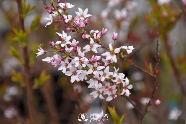 13種耐寒的盆栽花卉，零下20多度可存活，大部分南方也能種(圖32)