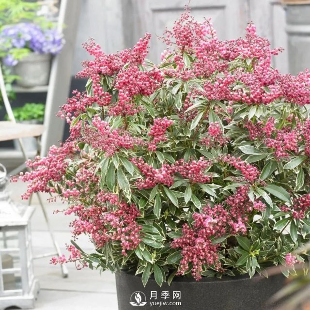 13種耐寒的盆栽花卉，零下20多度可存活，大部分南方也能種(圖19)