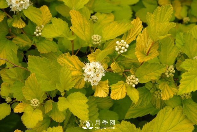 13種耐寒的盆栽花卉，零下20多度可存活，大部分南方也能種(圖28)