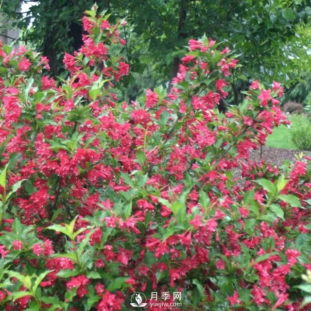 13種耐寒的盆栽花卉，零下20多度可存活，大部分南方也能種(圖13)