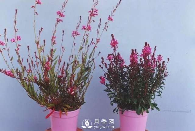13種耐寒的盆栽花卉，零下20多度可存活，大部分南方也能種(圖4)