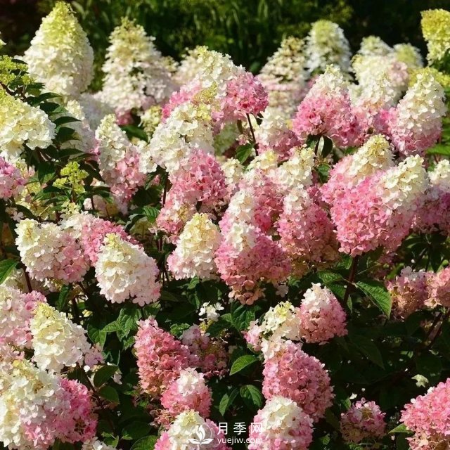 13種耐寒的盆栽花卉，零下20多度可存活，大部分南方也能種(圖16)