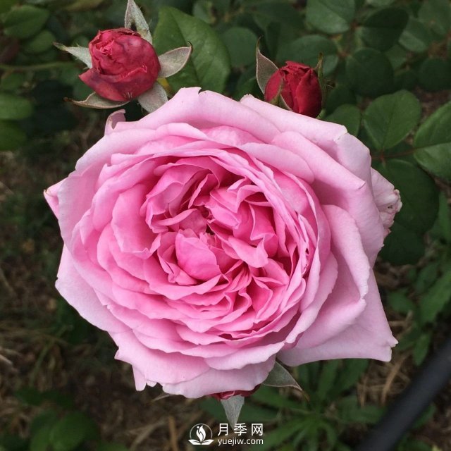 13種耐寒的盆栽花卉，零下20多度可存活，大部分南方也能種(圖33)