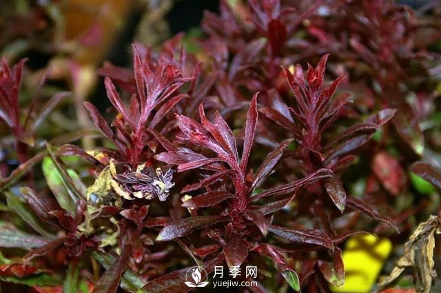 13種耐寒的盆栽花卉，零下20多度可存活，大部分南方也能種(圖2)