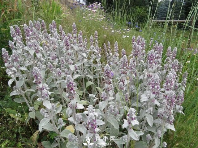 13種耐寒的盆栽花卉，零下20多度可存活，大部分南方也能種(圖26)
