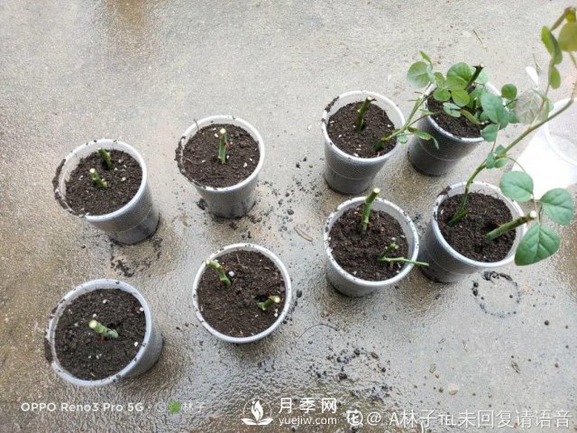 月季養(yǎng)護(hù)12個月計劃表，按照這個養(yǎng)，月季花園不是夢(圖5)