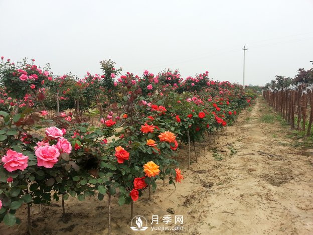 月季樹可以移栽嗎？要注意什么你都知道嗎？(圖1)