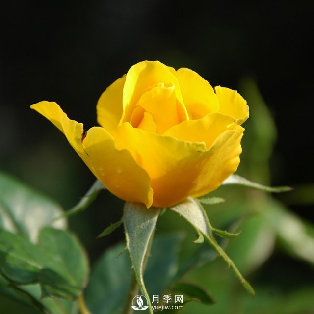 月季的育種演化是怎樣的？石橋月季告訴你(圖1)