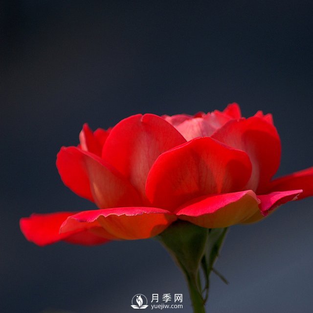 室內種植月季，葉子黃化了是什么原因？(圖1)