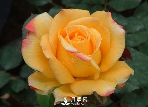 月季小棚培養(yǎng)：種類挑選、整地上肥(圖1)