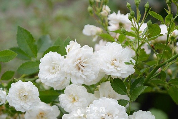 推薦10個微月品種能開又抗病，給新手的微型月季(圖3)