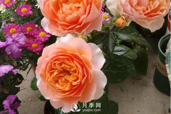 推薦10個微月品種能開又抗病，給新手的微型月季(圖10)