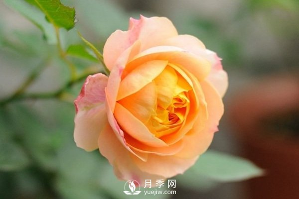 推薦10個微月品種能開又抗病，給新手的微型月季(圖8)