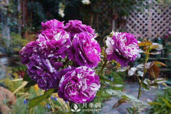 推薦10個微月品種能開又抗病，給新手的微型月季(圖4)