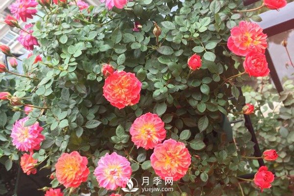 推薦4種微型月季，專為陽(yáng)臺(tái)而生，值得擁有(圖2)