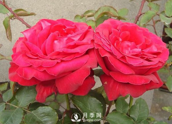 藤本月季如何多開花？裸根灌木月季如何種植？(圖1)
