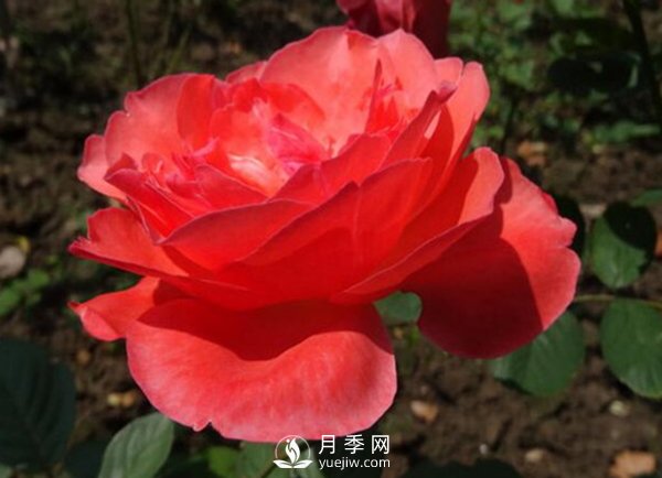 月季夏天施肥的注意事項有哪些？淘米水澆月季有哪些好處？(圖1)