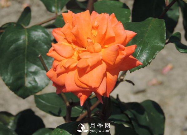 藤本月季根瘤病如何防治？(圖1)