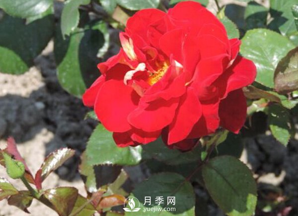 藤本月季傷流病如何防治？技巧有哪些？(圖1)