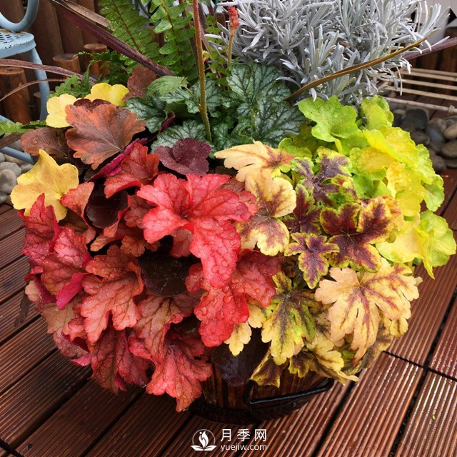 5種小眾網(wǎng)紅花，好看又有特點(diǎn)，值得入手(圖3)