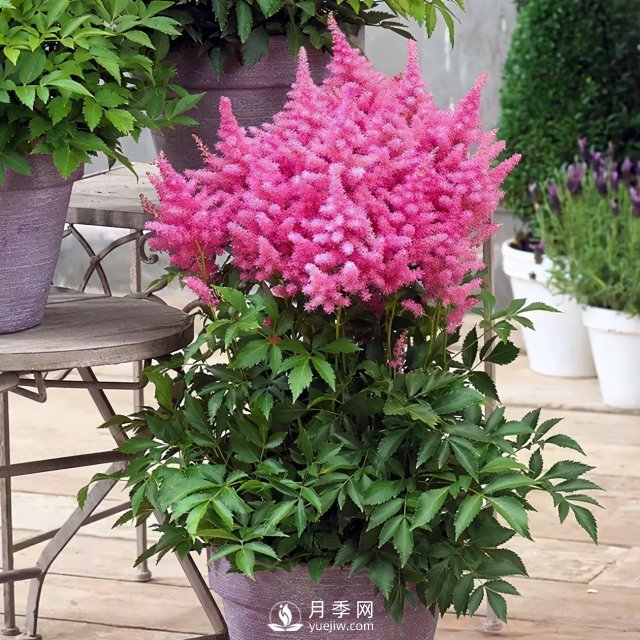 5種小眾網(wǎng)紅花，好看又有特點(diǎn)，值得入手(圖2)