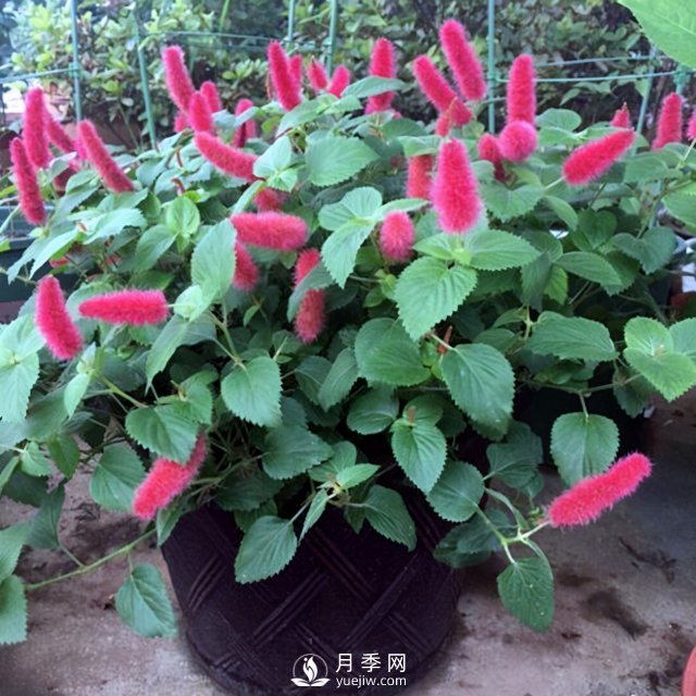 5種小眾網(wǎng)紅花，好看又有特點(diǎn)，值得入手(圖5)
