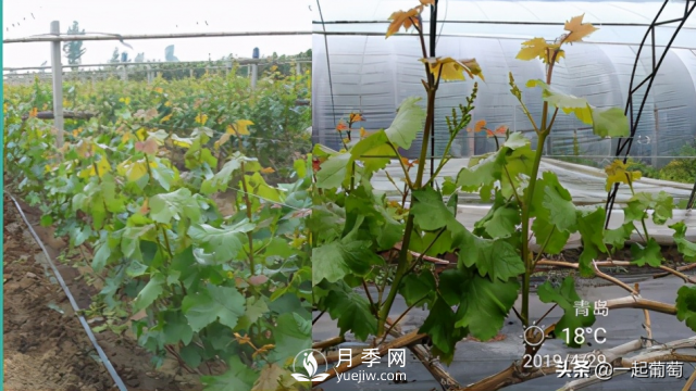 掌握規(guī)律合理摘心，讓陽光玫瑰葡萄聽話(圖3)