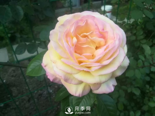 真的！懶人也能種好月季花(圖1)